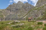 31_Prima di scendere un po di foto agli stambecchi